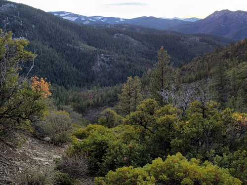 Landscape and Forestry